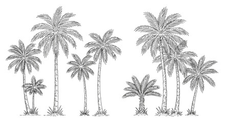 Tropical palm trees line vector illustration for design, card, poster