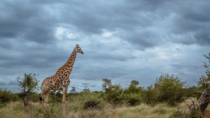 Giraffe standing in savannah with cloudy sky in Kruger National park, South Africa ; Specie Giraffa...