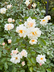 White Roses with Pink Buds and Orange Stamens Growing in Garden Bush