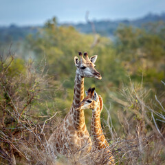 Two Giraffes mother and cub in the bush in Kruger National park, South Africa ; Specie Giraffa...