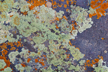 Colorful lichen growing on rocky surface in nature