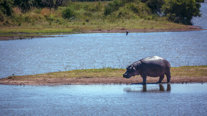Hippopotamus in standing in island in middle of river in Kruger National park, South Africa ;...