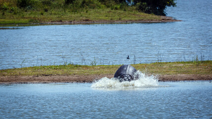 Hippopotamus running into river splashing in Kruger National park, South Africa ; Specie...