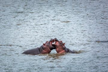 Two young Hippopotamus playing face to face in water in Kruger National park, South Africa ; Specie...