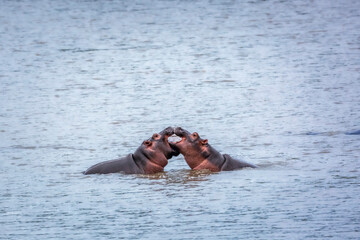 Two young Hippopotamus playing face to face in water in Kruger National park, South Africa ; Specie...