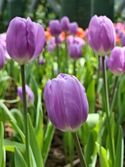 Obraz premium Graceful lavender tulips standing tall amidst lush green foliage