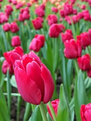 Blooming red tulips in a vibrant  lush garden setting.