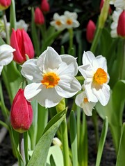 close up white daffodils and red tulips in the garden