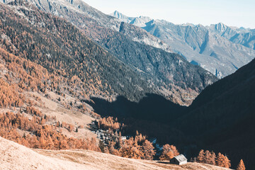 alpine scenic and wide panorama with larch forest in foliage, small huts and blue clear sky in switzerland