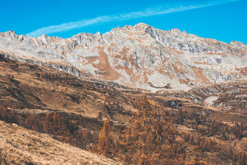 alpine scenic panorama with larch forest in foliage and blue clear sky in switzerland