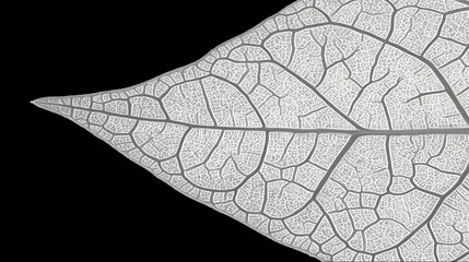 Obraz premium Intricate Leaf Vein Structure A Monochromatic Botanical Study isolated on transparent background