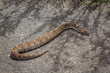 Puff adder crossing safari road in Greater Kruger National park, South Africa; specie Bitis arietans family of Viperidae