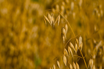 ear of oats in the evening sunlight close-up with blurred background	