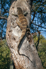 Rock monitor on tree trunk in Greater Kruger National park, South Africa ; Specie Varanus...