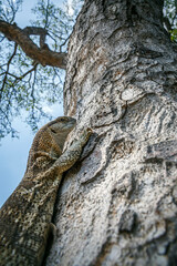 Rock monitor on tree trunk in Greater Kruger National park, South Africa ; Specie Varanus albigularis family of Varanidae
