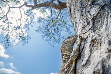 Rock monitor on tree trunk in Greater Kruger National park, South Africa ; Specie Varanus...