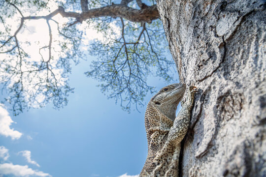 Rock monitor on tree trunk in Greater Kruger National park, South Africa ; Specie Varanus albigularis family of Varanidae