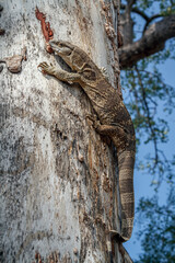 Rock monitor on tree trunk in Greater Kruger National park, South Africa ; Specie Varanus...