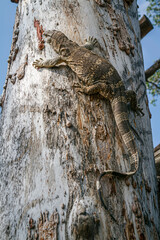Rock monitor on tree trunk in Greater Kruger National park, South Africa ; Specie Varanus albigularis family of Varanidae