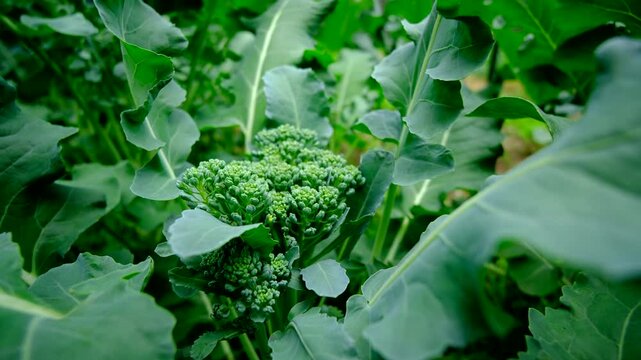 Close up of broccoli and its crown or head gentle sway in windy day while growing veggie organic garden