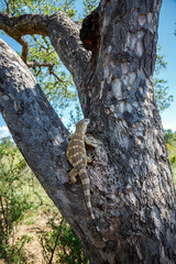 Obraz premium Rock monitor on tree trunk in Greater Kruger National park, South Africa ; Specie Varanus albigularis family of Varanidae