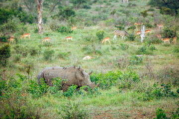 Southern white rhinoceros grazing in green savannah with zebra and impala in background in Kruger...