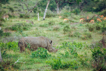 Southern white rhinoceros grazing in green savannah with zebra and impala in background in Kruger...