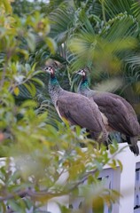 Peahens at dusk