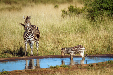 Plains zebra female with tiny cub at waterhole in Kruger National park, South Africa ; Specie Equus...