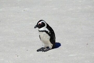 Obraz premium African penguin standing on a bright sandy beach, captured in natural daylight in its coastal habitat in South Africa.