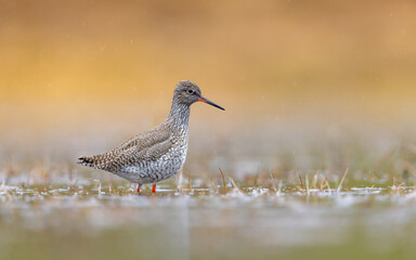 Redshank hunts for food in the water pond. Bird looking for food.