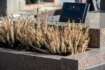 Le fleurissement d’une tombe avec un bouquet de bruyère. Cela permet de rendre hommage au...