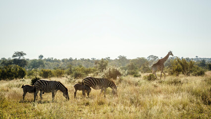 Plains zebra and giraffe in dry savannah in Kruger National park, South Africa ; Specie Equus...