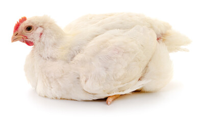 white hen isolated.