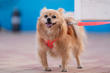 Perrito blanco en la calle con su arnés