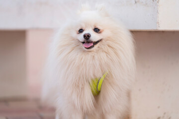 Perrito blanco en la calle con su arnés