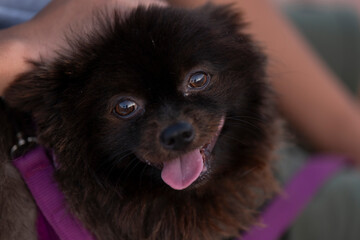 Perrito Pomeranian negro en la calle