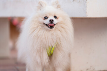 Perrito blanco en la calle con su arnés
