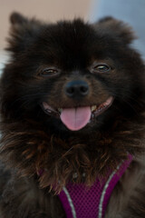 Perrito Pomeranian negro en la calle