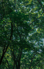 Obraz premium gurepdo island mountain landscape incheon south korea 