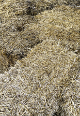 Hay for animals
