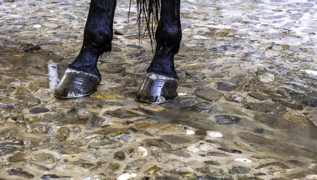 Wet horse hooves