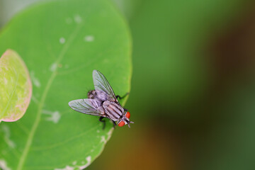 House Fly