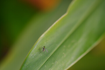 Small Fly
