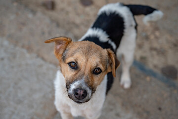 jack russell terrier puppy