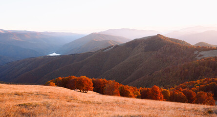 Red beech trees in autumn mountains glow under warm sunset light. Evening forest landscape with golden tones and seasonal atmosphere of fall highlands