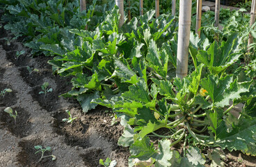 row of courgettes plants