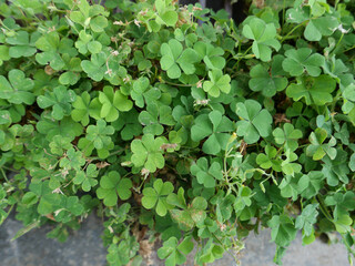 green clover meadow background