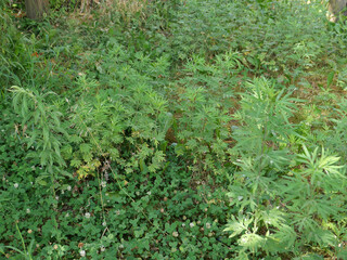 row of plants