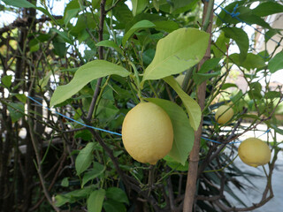 lemon fruit plant